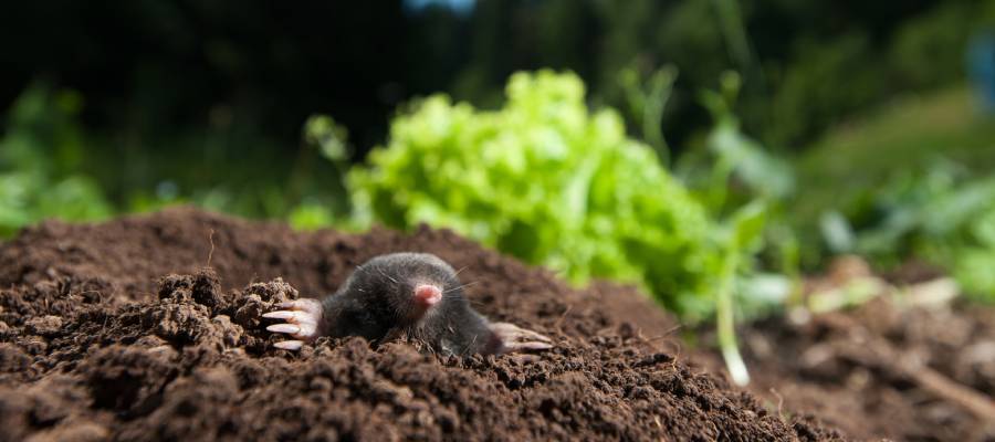 A mole in Des Moines IA - Springer Professional Home Services