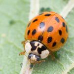 What an Asian lady beetle could look like in Central Iowa - Springer Professional Home Services