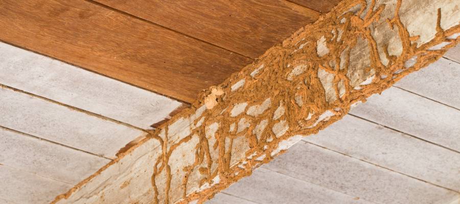 Termite damage in Central Iowa - Springer Professional Home Services