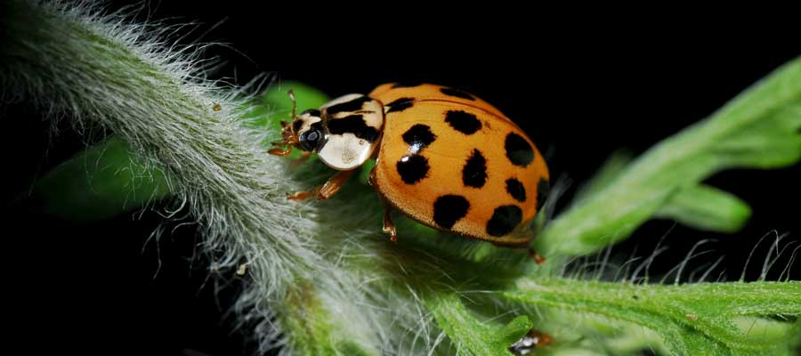 What Asian beetles look like in Central Iowa - Springer Professional Home Services