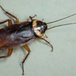 A cockroach found in Des Moines IA - Springer Professional Home Services