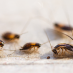 Roaches in Iow home - Get rid of cockroaches with Springer Professional Home Services