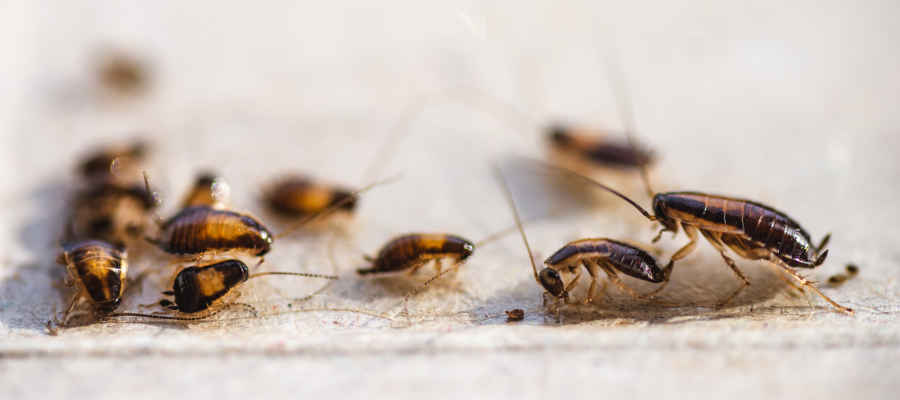 Roaches in Iow home - Get rid of cockroaches with Springer Professional Home Services