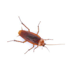 American cockroach identification in Iowa - Springer Professional Home Services
