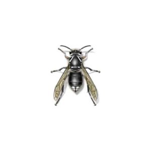 Bald-faced hornet identification in Iowa - Springer Professional Home Services