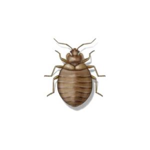 Bed bug identification in Iowa - Springer Professional Home Services