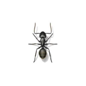 Carpenter Ant identification in Iowa - Springer Professional Home Services