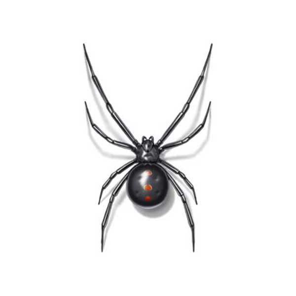 Black Widow Spider Identification