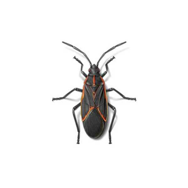 Boxelder bug identification in Iowa - Springer Professional Home Services