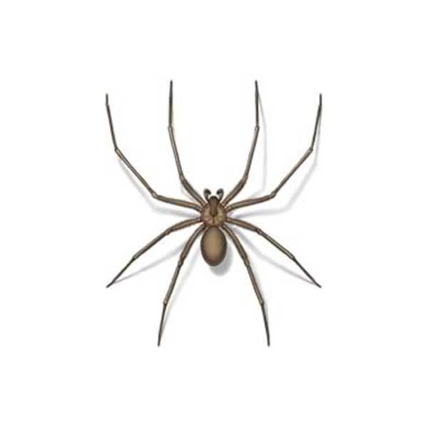 Brown recluse spider identification in Iowa - Springer Professional Home Services
