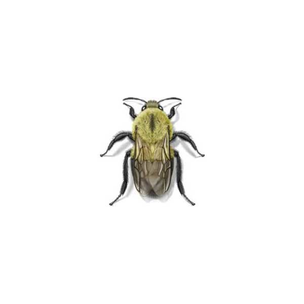 Bumblebee identification in Iowa - Springer Professional Home Services