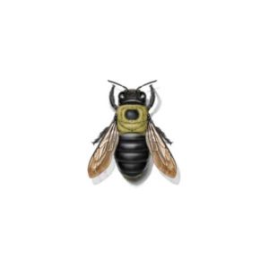 Carpenter bee identification in Iowa - Springer Professional Home Services