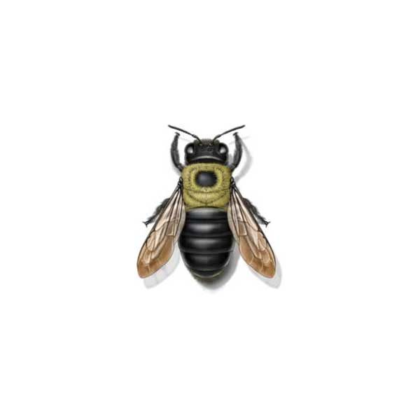 Carpenter bee identification in Iowa - Springer Professional Home Services