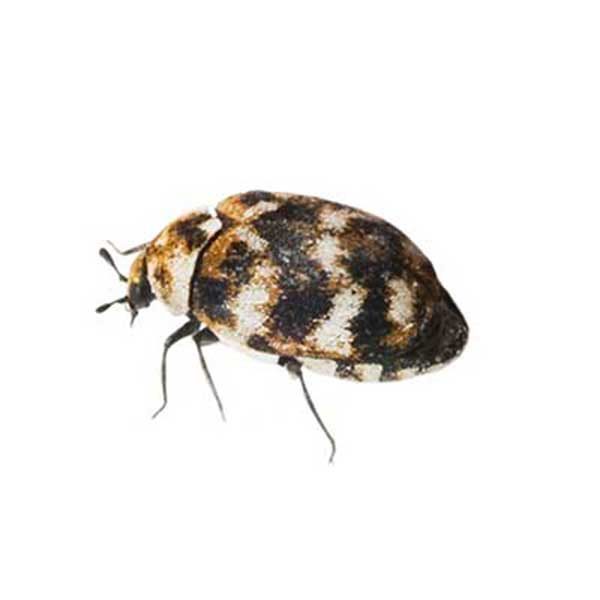 Carpet Beetle Identification Springer Professional Home Services