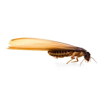 Eastern subterranean termite identification in Iowa - Springer Professional Services