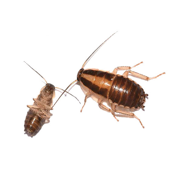German cockroach identification in Iowa - Springer Professional Home Services