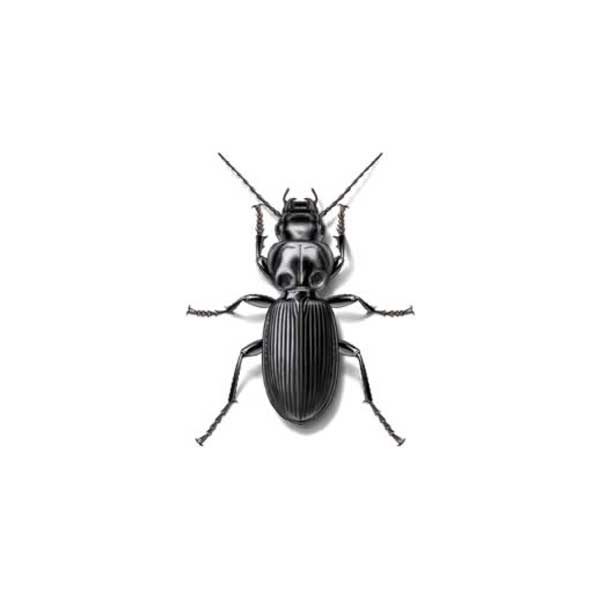 Ground beetle identification in Iowa - Springer Professional Home Services
