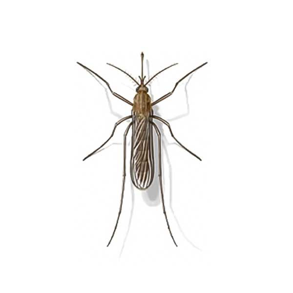 Mosquito identification in Iowa - Springer Professional Home Services