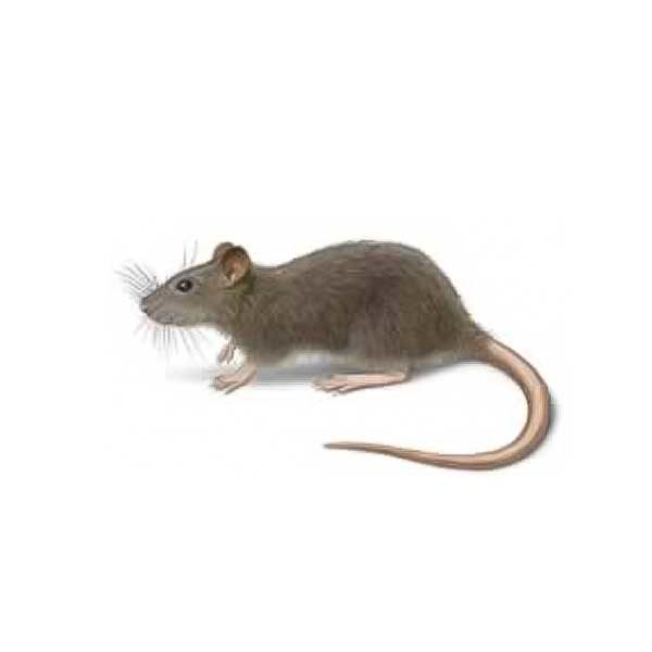 Norway rat identification in Iowa - Springer Professional Home Services