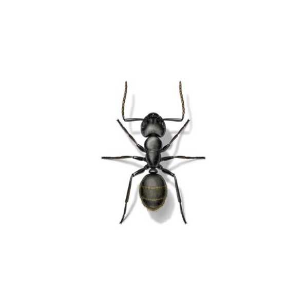 Odorous house ant identification in Iowa - Springer Professional Home Services