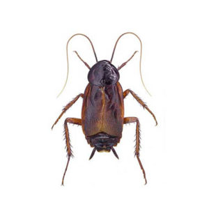 Oriental cockroach identification in Iowa - Springer Professional Home Services