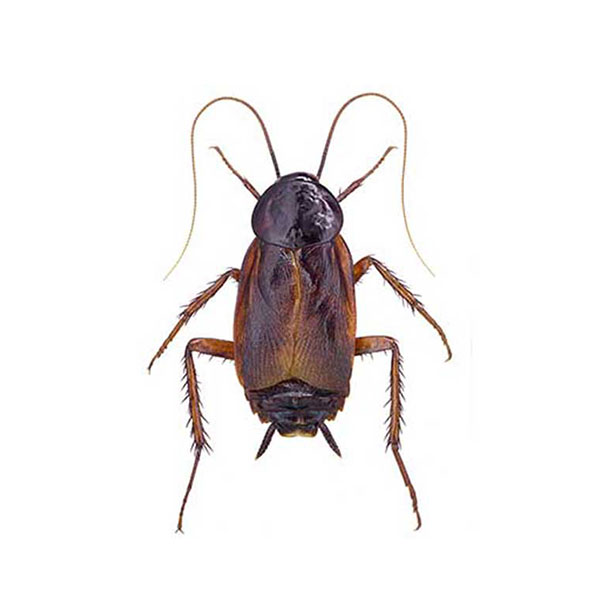 Oriental cockroach identification in Iowa - Springer Professional Home Services
