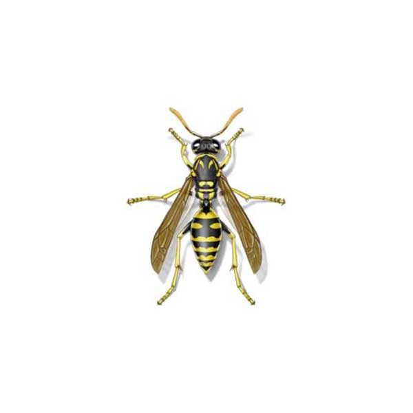 Paper wasp identification in Iowa - Springer Professional Home Services