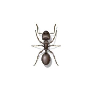 Pavement ant identification in Iowa - Springer Professional Home Services