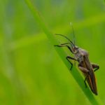 Stink bug found in Des Moines IA - Springer Professional Home Services