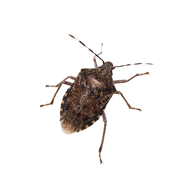Stink bug identification in Iowa - Springer Professional Home Services