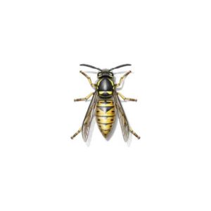 Yellowjacket identification in Iowa - Springer Professional Home Services