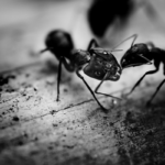 Carpenter ants in Iowa - Springer Professional Home Services