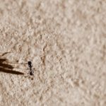 Odorous house ant invades a home in Iowa - Springer
