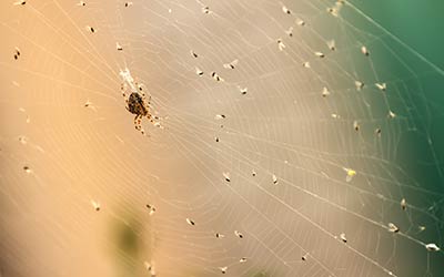 Learn about dangers and misconceptions of spiders at Springer Professional Home Services in Des Moines, Iowa