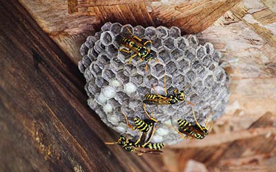 Wasp Control Birmingham
Get rid of wasps in Birmingham
Wasp removal services