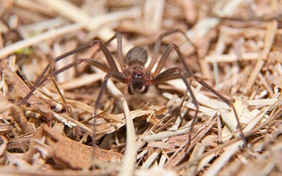 Brown recluse & black widow spider identification at Springer Professional Home Services in Des Moines, Iowa