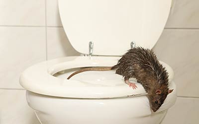 Learn about the dangers of Iowa rodents with Springer Professional Home Services in Des Moines, Iowa