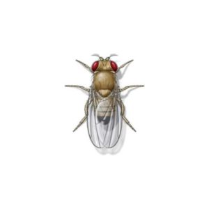 Fruit fly identification in Iowa - Springer Professional Home Services