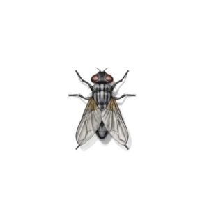House fly identification in Iowa - Springer Professional Home Services