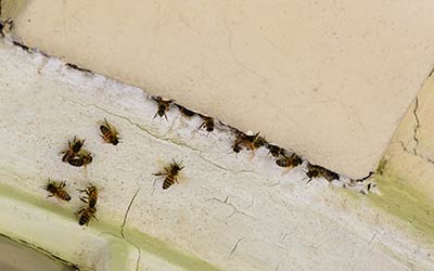 Identify your bee issue with Springer Professional Home Services in Des Moines, Iowa