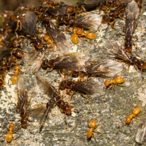 Larger yellow ant (citronella ant) identification in Iowa - Springer Professional Home Services