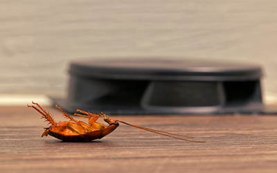 Manage cockroach infestations with Springer Professional Home Services in Des Moines, Iowa