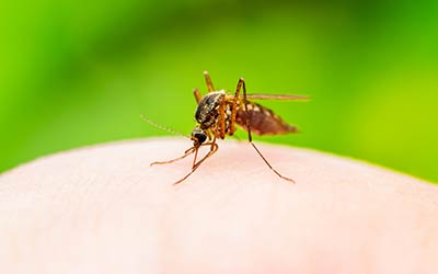 Learn about chikungunya and west nile viruses with help from Springer Professional Home Services in Des Moines, Iowa