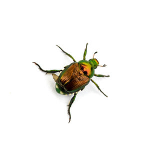 Japanese beetle identification in Iowa - Springer Professional Home Services