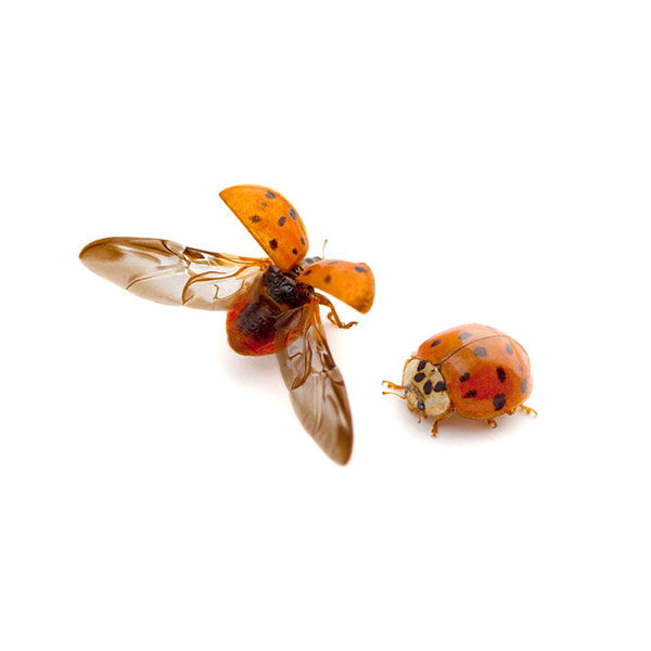 Asian lady beetle identification in Iowa - Springer Professional Home Services