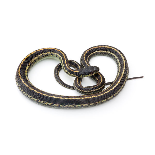 Common garter snake identification in Iowa - Springer Professional Home Services