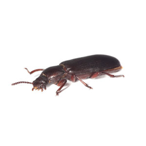 Confused flour beetle identification in Iowa - Springer Professional Home Services