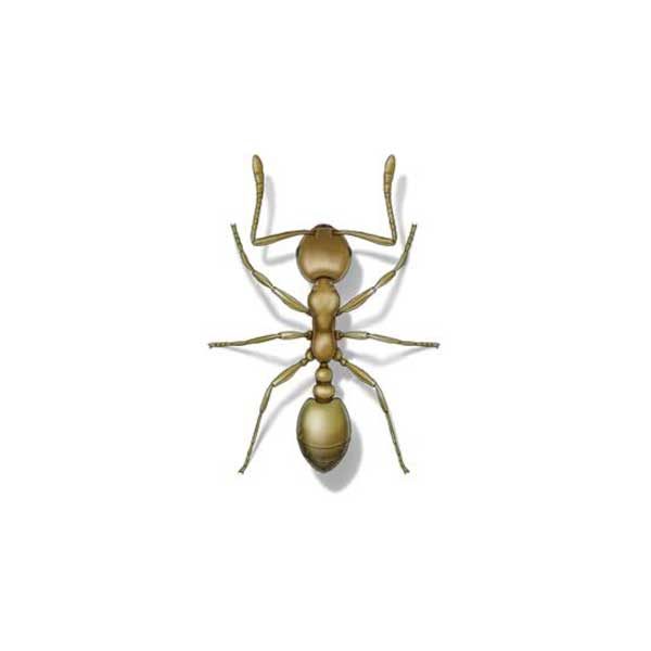 Pharaoh ant identification in Iowa - Springer Professional Home Services