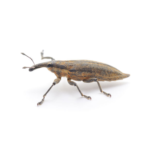 Rice weevil identification in Iowa - Springer Professional Home Services