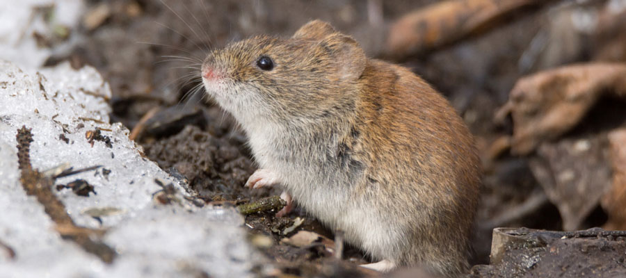 A rodent is one of the many common winter pests that invade central Iowa homes each year - Springer Professional Home Services